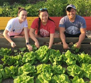 Three people harvesting lettuce in a raised garden bed.